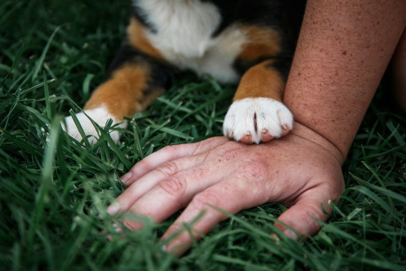 american-humane-bullet-1