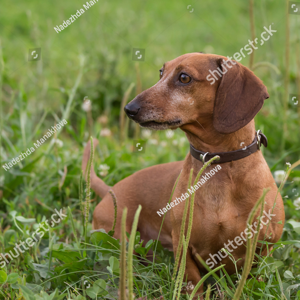 dog-travel-prepare-1