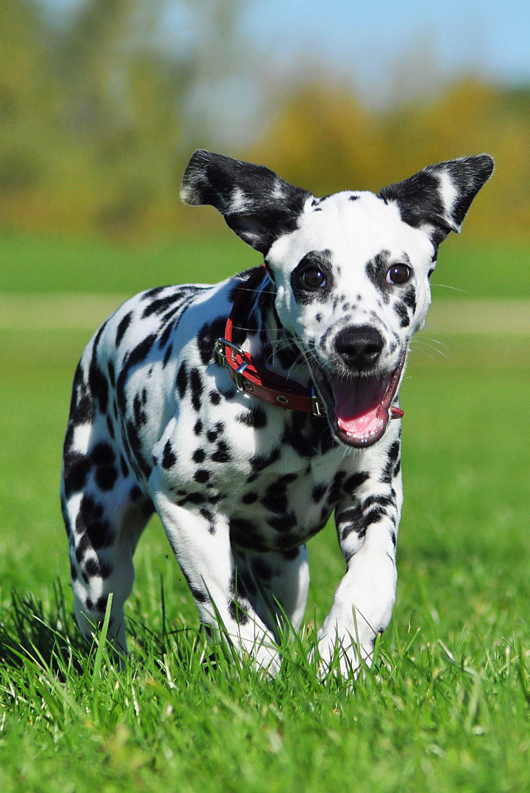 no-puppy-mills-footer