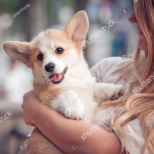 pup-standards-care-1