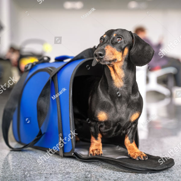 pup-standards-care-1