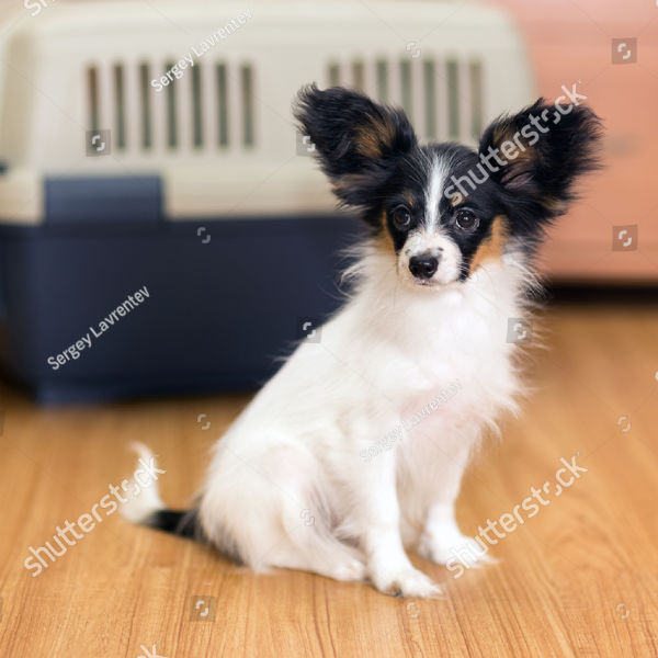 pup-standards-care-2