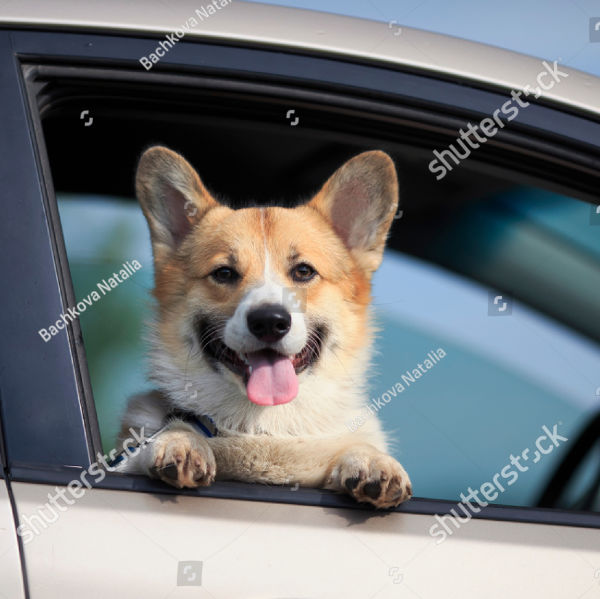 pup-standards-care-3