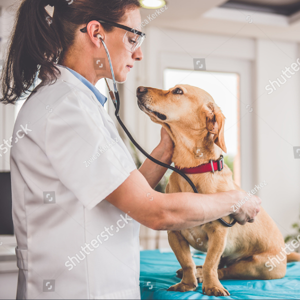 pup-standards-vat-care-2