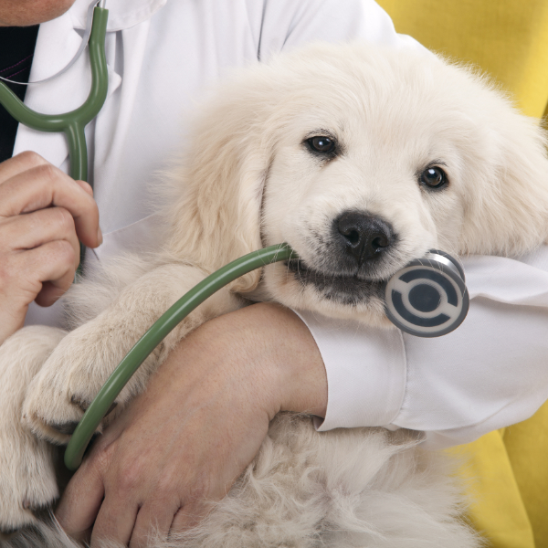 pup-standards-vat-care-4